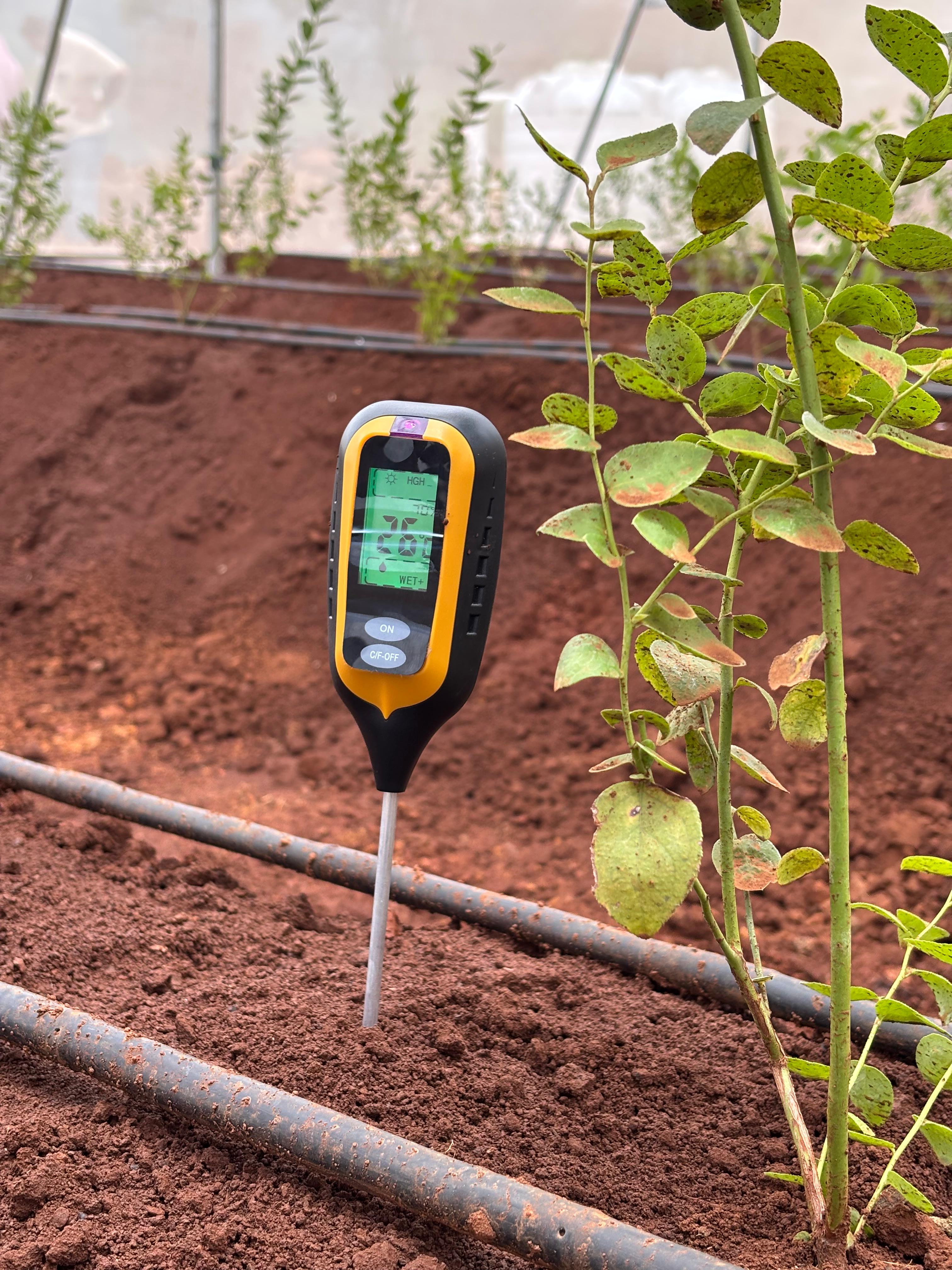 Blueberry Soil Project